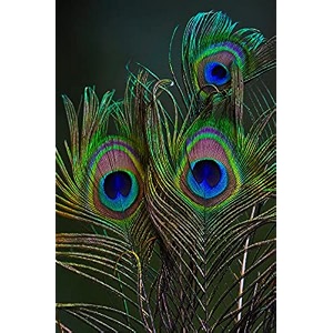 natural peacock feather 24 inch  mor pankh  real peacock  feather tails for home decor full length  good luck art and craft amp worship  pack of 30