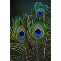 Natural Peacock Feather 24 Inch | Mor Pankh | Real Peacock | Feather Tails for Home Decor Full Length | Good Luck Art and Craft & Worship | Pack of 10