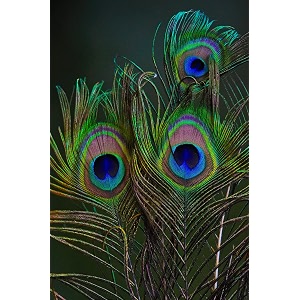 natural peacock feather  mor pankh  real peacock  feather tails for home decor full length  good luck art pack of 100 24 inch