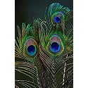 Natural Peacock Feather | Mor Pankh | Real Feather Tails for Home Decor Full Length | Good Luck Art and Craft &amp; Worship | Pack of 50 (24 Inch)