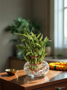 UPVAN Lucky Bamboo Straight Stick sapling