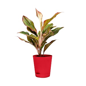aglaonema live plant 7-9 inches with enriched soil in self-watering pot natural purifying indoor plants chinese evergreen for home and office decor eco-friendly packaging with seed paper and adorning pebbles  red