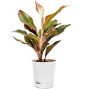 aglaonema live plant 7-9 inches with enriched soil in self-watering pot chinese evergreen for home and office decor eco-friendly packaging with seed paper and pebbles  white