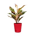 Aglaonema Live Plant 7-9 inches with Enriched Soil in Self-Watering Pot, Natural Purifying Indoor Plants, Chinese Evergreen, For Home and Office Decor, Eco-Friendly Packaging with Seed Paper and Adorning Pebbles – Red