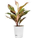 Aglaonema Live Plant 7-9 inches with Enriched Soil in Self-Watering Pot, Chinese Evergreen, For Home and Office Decor, Eco-Friendly Packaging with Seed Paper and Pebbles – White