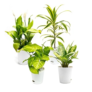 air purifier plant packs - dieffenbachia syngonium song of india peace lily with self-watering pots seed paper plant care card and plant pebbles