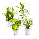 Air Purifier Plant Packs - Dieffenbachia, Syngonium, Song of India, Peace Lily with Self-Watering Pots, Seed Paper Plant Care Card and Plant Pebbles
