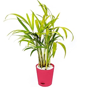 areca palm air purifying live plant in a self-watering pot 8-1034 inches with seed paper decorative pebbles and eco-friendly packaging