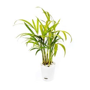 areca palm air purifying live plant in a self-watering pot 8-1034 inches with seed paper decorative pebbles and eco-friendly packaging - white pot
