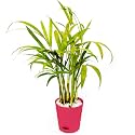 Areca Palm Air Purifying Live Plant in a Self-watering Pot, 8-10" inches with Seed Paper, Decorative Pebbles and Eco-Friendly Packaging