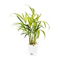 Areca Palm Air Purifying Live Plant in a Self-watering Pot, 8-10" inches with Seed Paper, Decorative Pebbles and Eco-Friendly Packaging - White Pot
