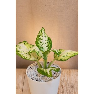 dieffen bachia