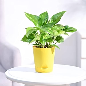 golden money plant in a 434 inch self-watering pot 11-1434 inches plant with seed paper decorative pebbles and eco-friendly packaging yellow pot