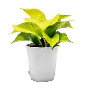 golden money plant in a 434 inch self-watering pot 11-1434 inches plant with seed paper decorative pebbles and eco-friendly packaging white pot