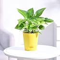 Golden Money Plant in a 4" Inch Self-watering Pot, 11-14" Inches Plant with Seed Paper, Decorative Pebbles and Eco-Friendly Packaging (Yellow Pot)
