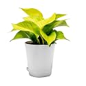 Golden Money Plant in a 4" Inch Self-watering Pot, 11-14" Inches Plant with Seed Paper, Decorative Pebbles and Eco-Friendly Packaging (White Pot)