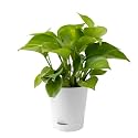 Natural Money plant for home decor indoor with self watering pot good luck plant