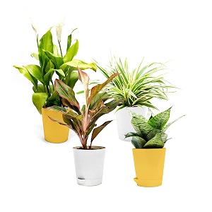 set of 4 exotic live indoor plants for home - peace lily sanseveiria spider plant aglaonema in self-watering pots seed paper plant care card and plant pebbles
