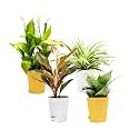 Set of 4 Exotic Live Indoor Plants for Home - Peace Lily, Sanseveiria, Spider Plant, Aglaonema in Self-Watering Pots, Seed Paper Plant Care Card and Plant Pebbles.