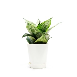 snake plant indoor sansevieria moonshine plant 7-9 inch for home decoration with self-watering pot seed paper and pebbles in eco-friendly packaging