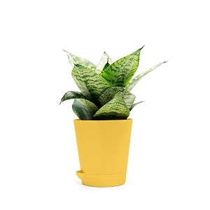 snake plant indoor sansevieria moonshine plant 7-9 inch for home decoration with self-watering pot seed paper and pebbles in eco-friendly packaging - yellow pot
