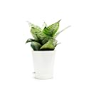 Snake Plant Indoor Sansevieria Moonshine Plant, 7-9 inch, For Home Decoration with Self-Watering Pot, Seed Paper and Pebbles in Eco-Friendly Packaging