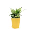 Snake Plant Indoor Sansevieria Moonshine Plant, 7-9 inch, For Home Decoration with Self-Watering Pot, Seed Paper and Pebbles in Eco-Friendly Packaging - Yellow Pot