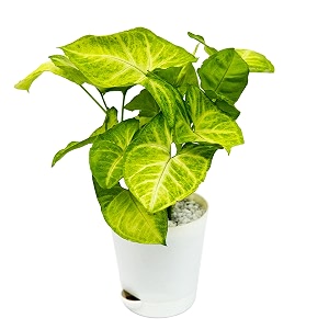 sygonium golden