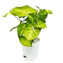 Sygonium Golden