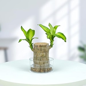 urban plant lucky bamboo plant with glass jar  2 layer indoor prosperity amp good luck bamboo for living room amp kitchen decorative green plant for home amp office decor pack of 1