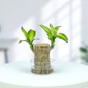 Urban Plant Lucky Bamboo Plant with Glass Jar – 2 Layer, Indoor Prosperity &amp; Good Luck Bamboo for Living Room &amp; Kitchen, Decorative Green Plant for Home &amp; Office Decor (Pack of 1)