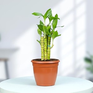 urban plant lotus lucky bamboo live plant for living room  ideal green companion for prosperity good luck harmony and positive energy in home and office decor