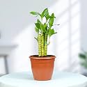 Urban Plant Lotus Lucky Bamboo Live Plant for Living Room – Ideal Green Companion for Prosperity, Good Luck, Harmony, and Positive Energy in Home and Office Decor