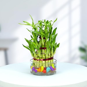urban plant lucky bamboo plant 3 layer with glass jar for living room amp kitchen  perfect green companion for prosperity harmony amp good luck