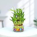 Urban Plant Lucky Bamboo Plant 3 layer with Glass Jar for Living Room & Kitchen – Perfect Green Companion for Prosperity, Harmony & Good Luck