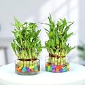 Urban Plant Lucky Bamboo Plant 3 layer with Glass Jar for Living Room &amp; Kitchen – Perfect Green Companion for Prosperity, Harmony &amp; Good Luck (Pack of 2)