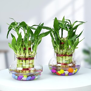 urban plant lucky bamboo plant with glass jar for living room amp kitchen  perfect green companion for prosperity harmony amp good luck pack of 2 with glass jar