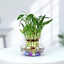Urban Plant Lucky Bamboo Plant with Glass Jar – 2 Layer, Indoor Prosperity &amp; Good Luck Bamboo for Living Room &amp; Kitchen, Decorative Green Plant for Home &amp; Office Decor (Pack of 1)