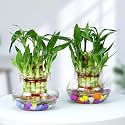 Urban Plant Lucky Bamboo Plant with Glass Jar for Living Room &amp; Kitchen – Perfect Green Companion for Prosperity, Harmony &amp; Good Luck (Pack of 2 with Glass Jar)