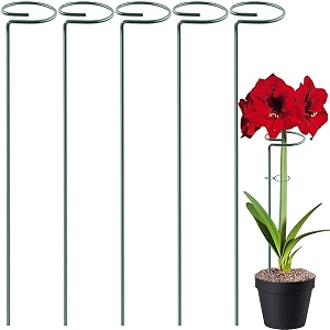 urbanmaali 16 inches metal plant stakes pack of 5  single stem flower plant support  garden plant trellis for amaryllis orchid lily rose tomatoes