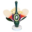 VAN307 Dicot Flower Model | 8X Enlarged | Can be Disassembled | Important Structures are Numbered | Mounted on a Stand | W Key Card
