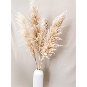 vanchai natural dried off white pampas grass 4235 feet tall dried flowers bunch fluffy grass vase filler for home decorofficetable corner decoration- white set of 3 10