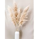 Vanchai Natural Dried Off White Pampas Grass 42?/3.5 Feet Tall Dried Flowers Bunch Fluffy Grass for Donut Vase Stems, Vase Filler for Home Decor,Office,Table Corner Decoration- Set of 3 (5)