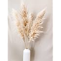 Vanchai Natural Dried Off White Pampas Grass 42?/3.5 Feet Tall Dried Flowers Bunch Fluffy Grass, Vase Filler for Home Decor,Office,Table Corner Decoration- White Set of 3 (10)