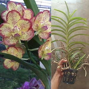 vanda orchid flower plant