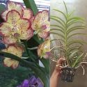 vanda orchid flower plant