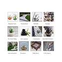 Stone Grey Pebbles & Garden Stones for Outdoor Indoor Pathway Aquarium Decoration (Grey, 950gm)