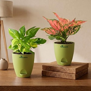Variegated Money Plant Aglaonema Pink Valentine