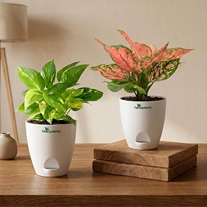 Variegated Money Plant Aglaonema Pink Valentine