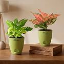 Variegated Money Plant amp Aglaonema Pink Valentine